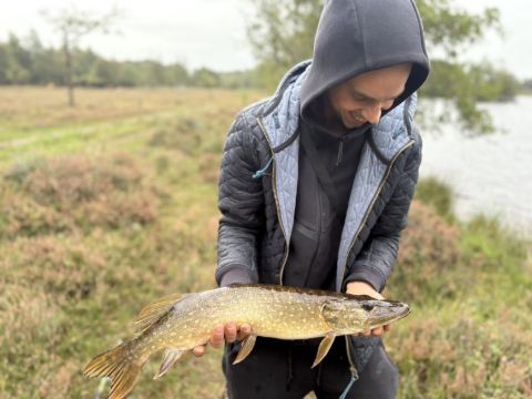 Snoek