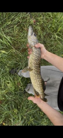 Snoek